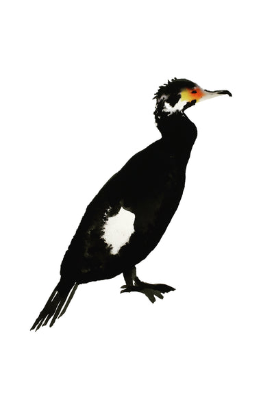 a lot of birds set (18 postcards)