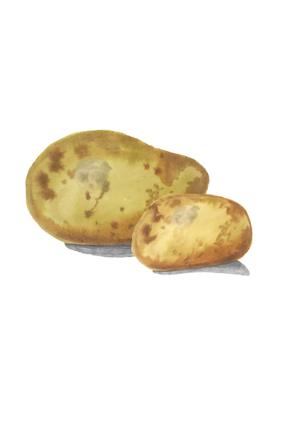 Vitamine Z