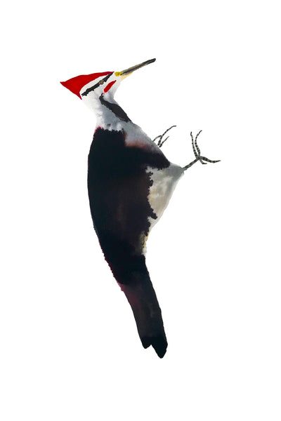 a lot of birds set (18 postcards)