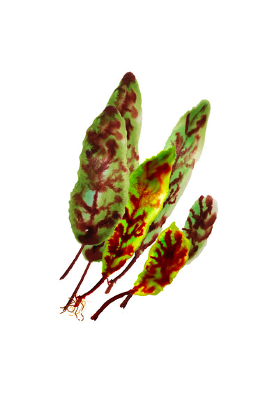 Vitamine Z