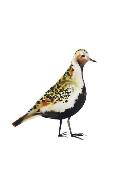 a lot of birds set (18 postcards)