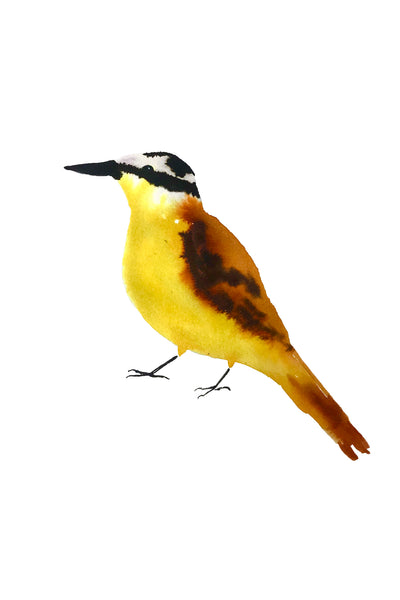 a lot of birds set (18 postcards)