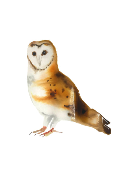 a lot of birds set (18 postcards)