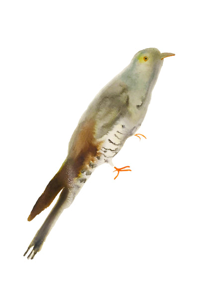 a lot of birds set (18 postcards)