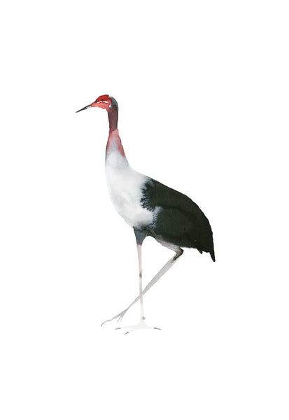 nogmeerdierenset