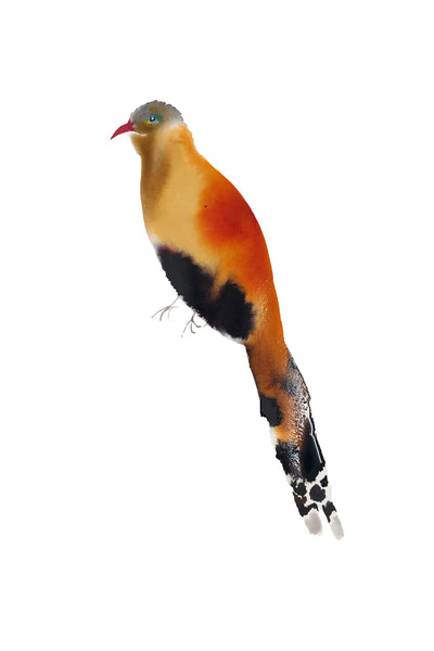 a lot of birds set (18 postcards)