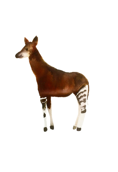 nogmeerdierenset