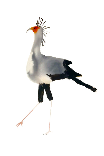 a lot of birds set (18 postcards)