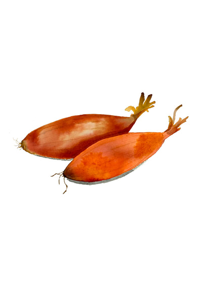 Vitamine Z