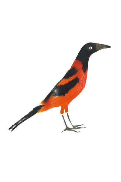 a lot of birds set (18 postcards)