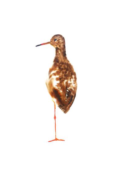 a lot of birds set (18 postcards)