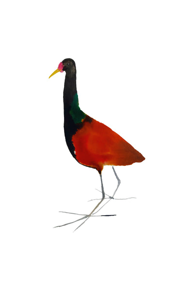 a lot of birds set (18 postcards)