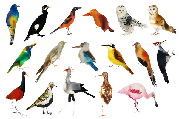 a lot of birds set (18 postcards)